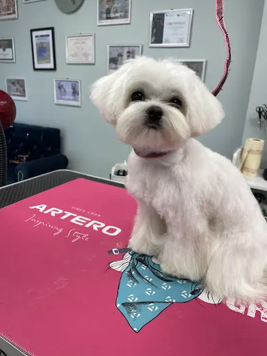 Salon Groomerski "Wyczesani"